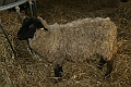 Roger's Sheep